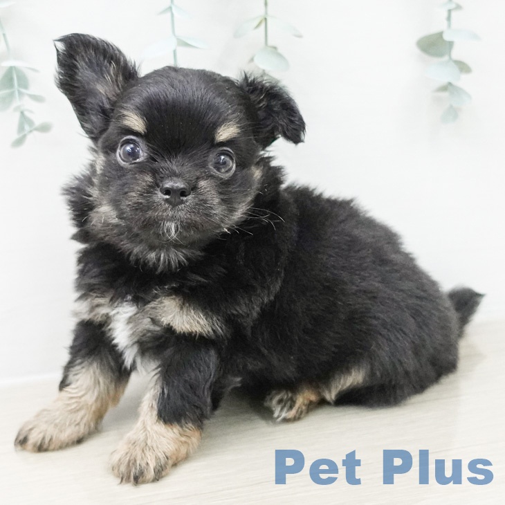 長野県のチワワ(ロング) (ペットプラス 松本店/2026年2月22日生まれ/男の子/ブラックタン)の子犬の1枚目の画像