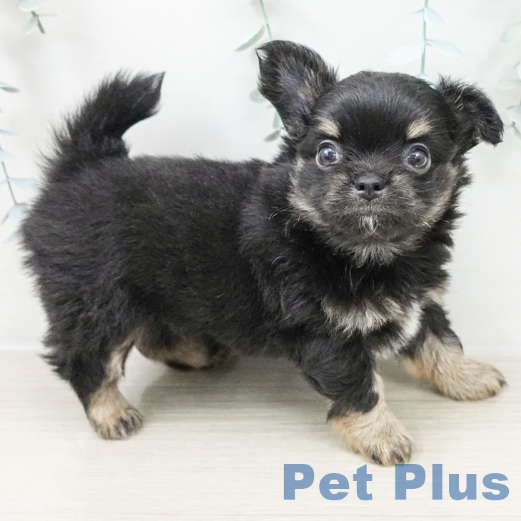 長野県のチワワ(ロング) (ペットプラス 松本店/2026年2月22日生まれ/男の子/ブラックタン)の子犬の2枚目の画像
