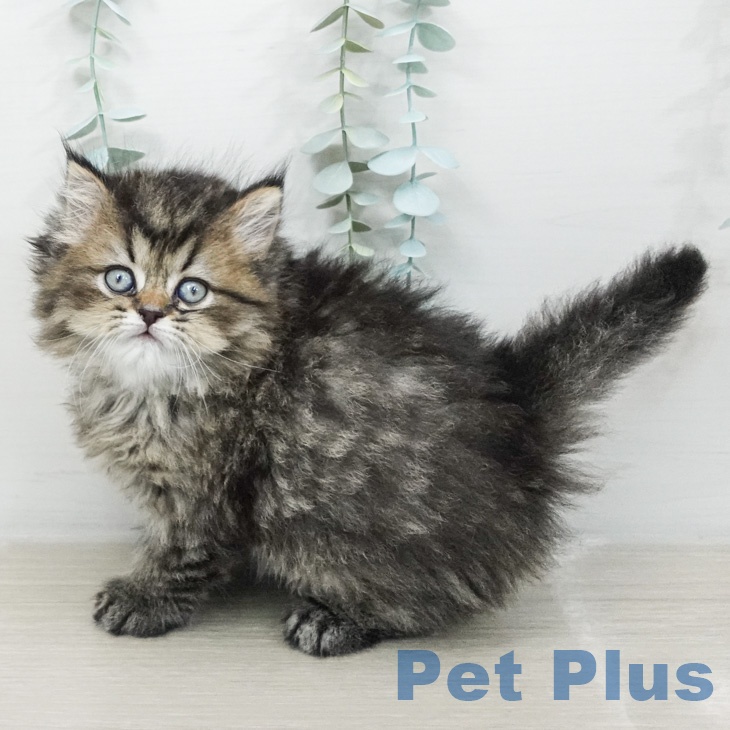 東京都のペルシャ (ペットプラス 大井町トラックス店/2026年2月26日生まれ/男の子/チンチラゴールデン)の子猫の1枚目の画像