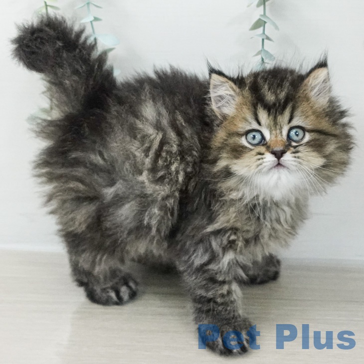 東京都のペルシャ (ペットプラス 大井町トラックス店/2026年2月26日生まれ/男の子/チンチラゴールデン)の子猫の2枚目の画像