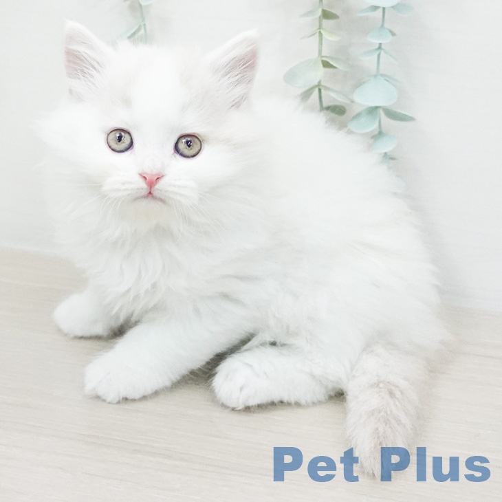 スコティッシュフォールドの写真2