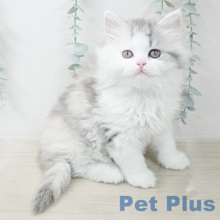 東京都のスコティッシュフォールド (ペットプラス 板橋店/2026年2月23日生まれ/女の子/ダイリュートキャリコ)の子猫