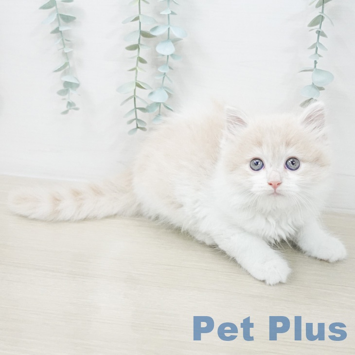 福岡県のスコティッシュフォールド (ペットプラス 八幡東店/2026年2月27日生まれ/男の子/クリームタビーホワイト)の子猫の1枚目の画像