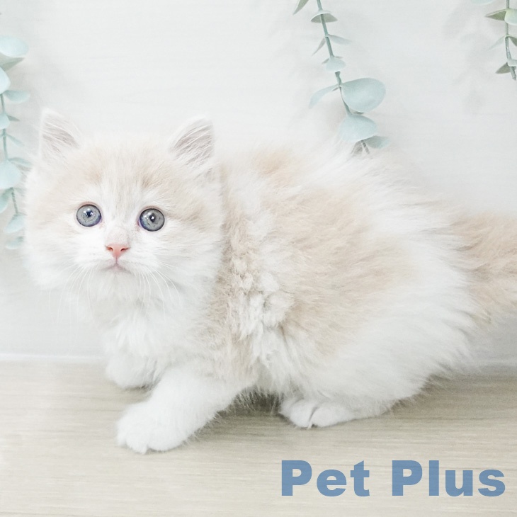 福岡県のスコティッシュフォールド (ペットプラス 八幡東店/2026年2月27日生まれ/男の子/クリームタビーホワイト)の子猫の2枚目の画像