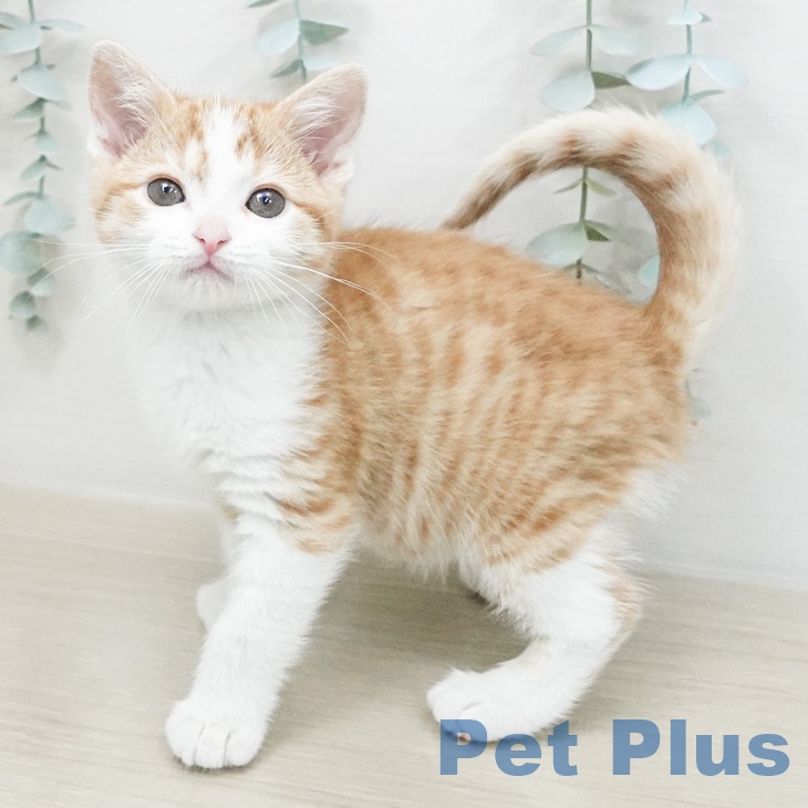 青森県のスコティッシュフォールド (ペットプラス 青森浜田店/2026年2月27日生まれ/女の子/レッドタビーホワイト)の子猫