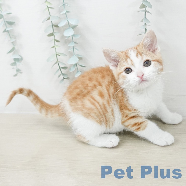 スコティッシュフォールドの写真2