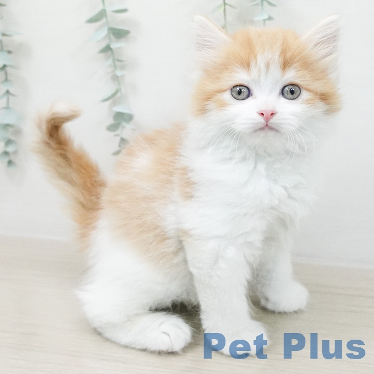 スコティッシュフォールド