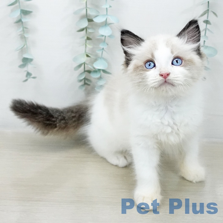 ラグドールの写真2