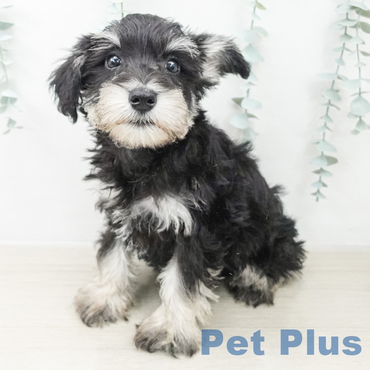 ミニチュア・シュナウザー