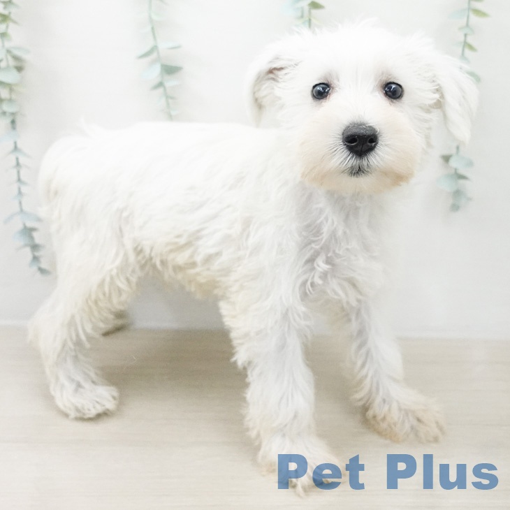 ミニチュア・シュナウザーの写真2