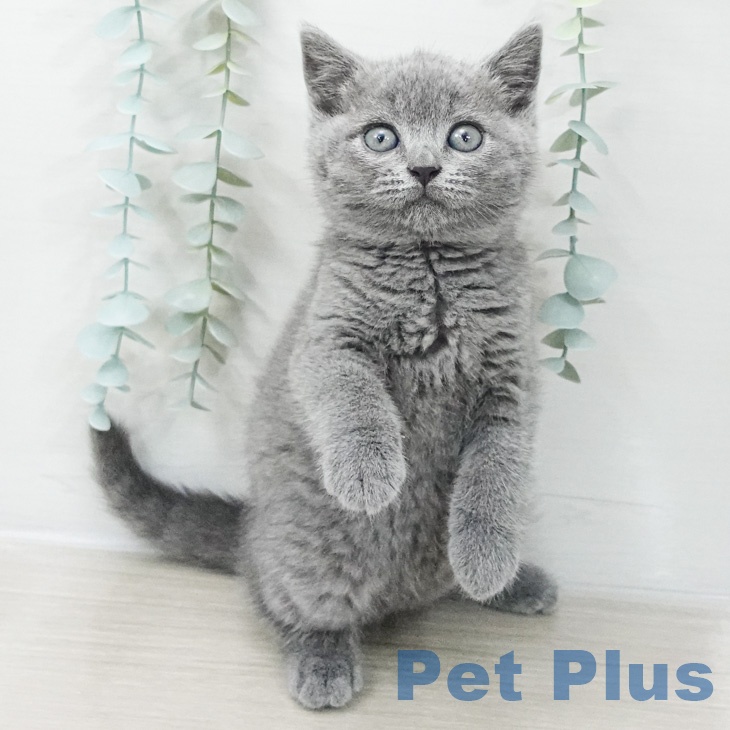 東京都のブリティッシュショートヘアー (ペットプラス アクアシティお台場店/2026年2月26日生まれ/男の子/ブルー)の子猫の1枚目の画像