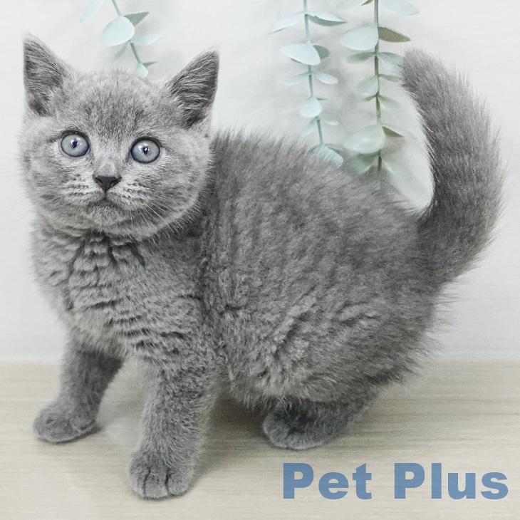東京都のブリティッシュショートヘアー (ペットプラス アクアシティお台場店/2026年2月26日生まれ/男の子/ブルー)の子猫の2枚目の画像