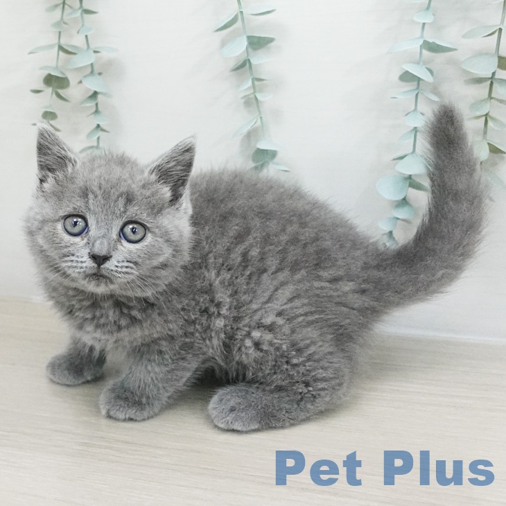 沖縄県のブリティッシュショートヘアー (ペットプラス 南風原店/2026年2月26日生まれ/男の子/ブルー)の子猫の1枚目の画像