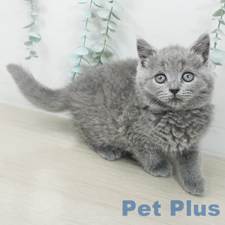 沖縄県のブリティッシュショートヘアー (ペットプラス 南風原店/2026年2月26日生まれ/男の子/ブルー)の子猫の2枚目の画像