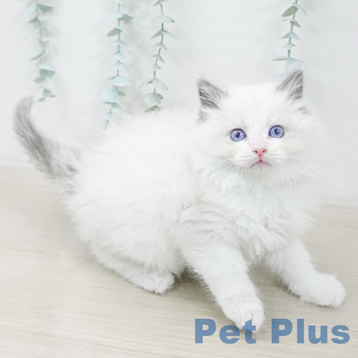 ラグドールの写真2