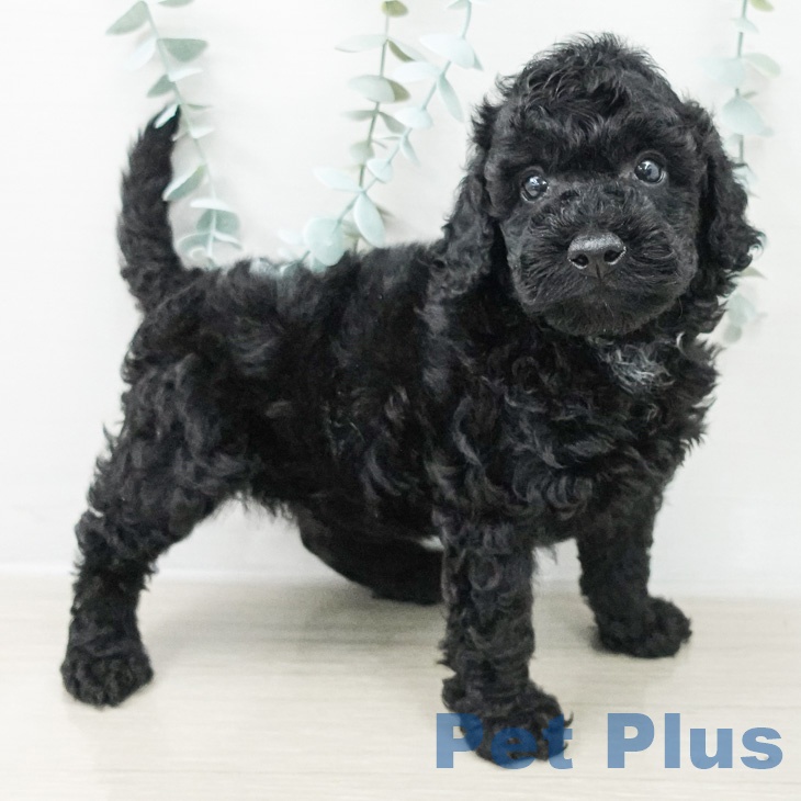 トイ・プードルの写真2