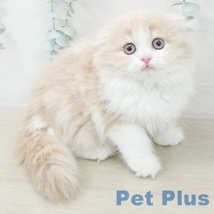 東京都のスコティッシュフォールド (ペットプラス 立川高島屋S.C.店/2026年2月22日生まれ/女の子/クリームホワイト)の子猫の1枚目の画像