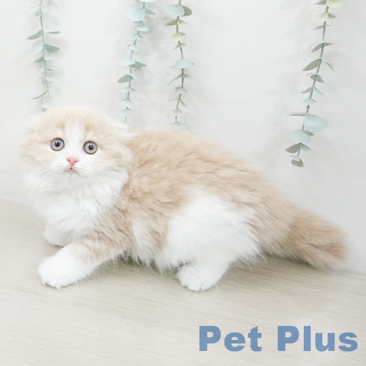 東京都のスコティッシュフォールド (ペットプラス 立川高島屋S.C.店/2026年2月22日生まれ/女の子/クリームホワイト)の子猫の2枚目の画像