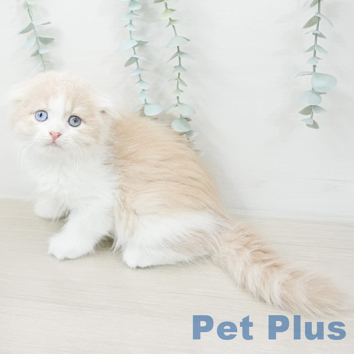 スコティッシュフォールド