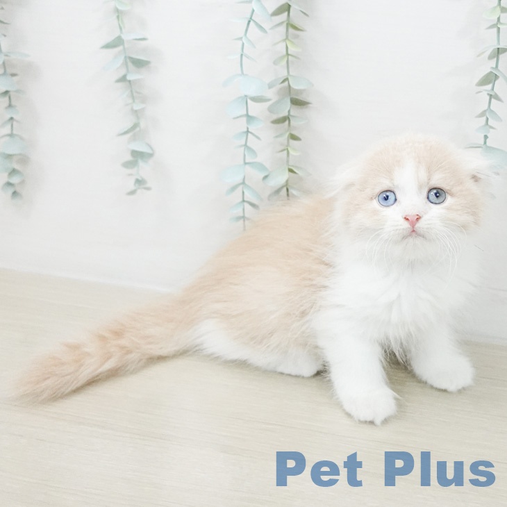 スコティッシュフォールドの写真2