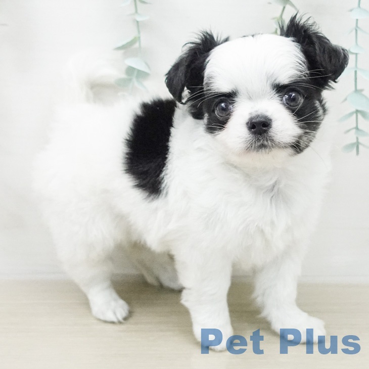 埼玉県のチワワ(ロング) (ペットプラス ららぽーと新三郷店/2026年2月26日生まれ/女の子/ホワイトブラック)の子犬の1枚目の画像