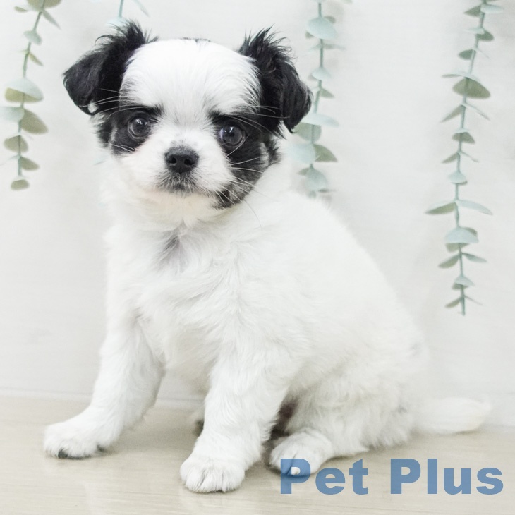 埼玉県のチワワ(ロング) (ペットプラス ららぽーと新三郷店/2026年2月26日生まれ/女の子/ホワイトブラック)の子犬の2枚目の画像