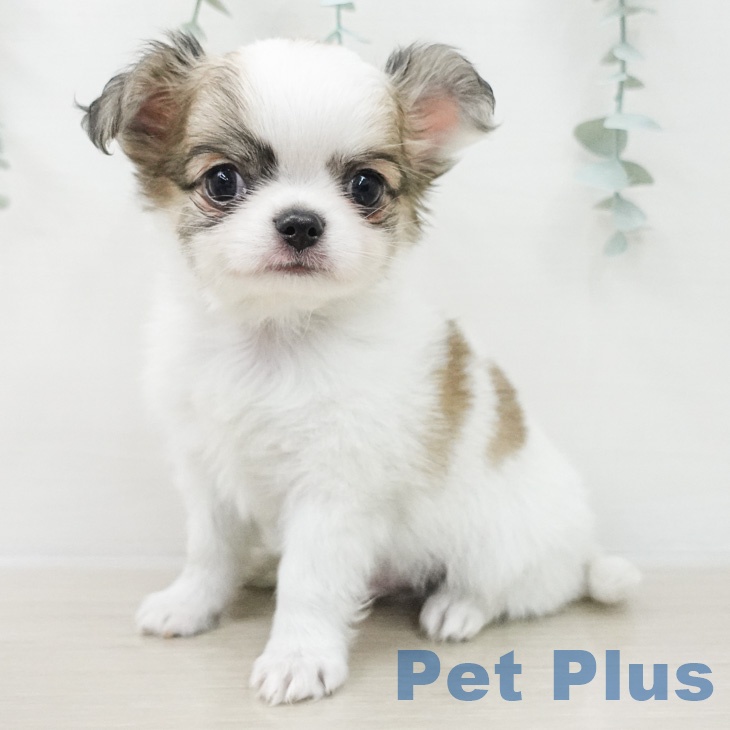 埼玉県のチワワ(ロング) (ペットプラス 羽生店/2026年2月27日生まれ/男の子/ホワイトレッド)の子犬の1枚目の画像