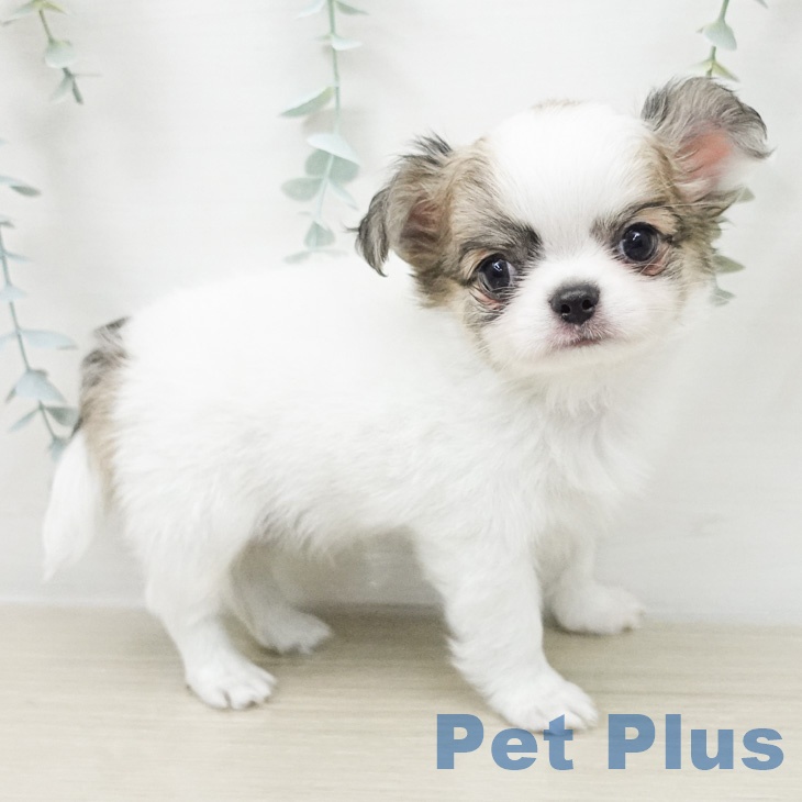 埼玉県のチワワ(ロング) (ペットプラス 羽生店/2026年2月27日生まれ/男の子/ホワイトレッド)の子犬の2枚目の画像
