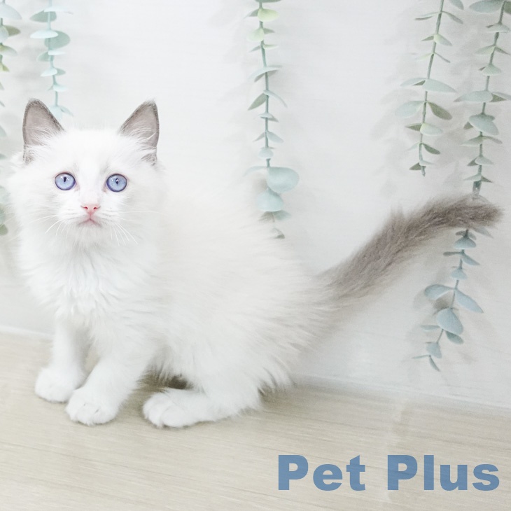 ラグドールの写真2