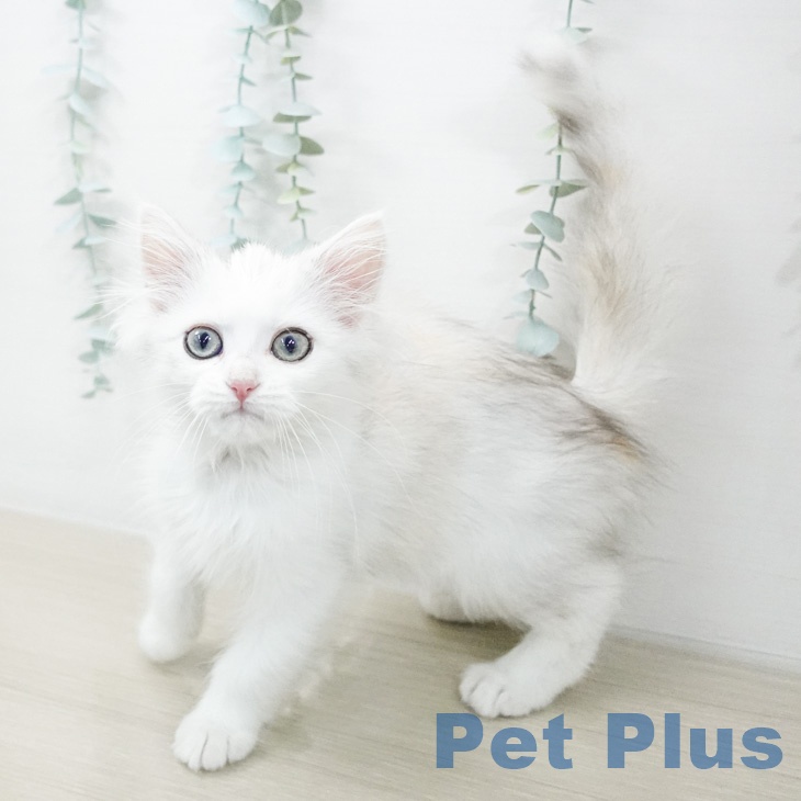鹿児島県のミヌエット (ペットプラス 姶良店/2026年2月6日生まれ/女の子/ダイリュートキャリコ)の子猫