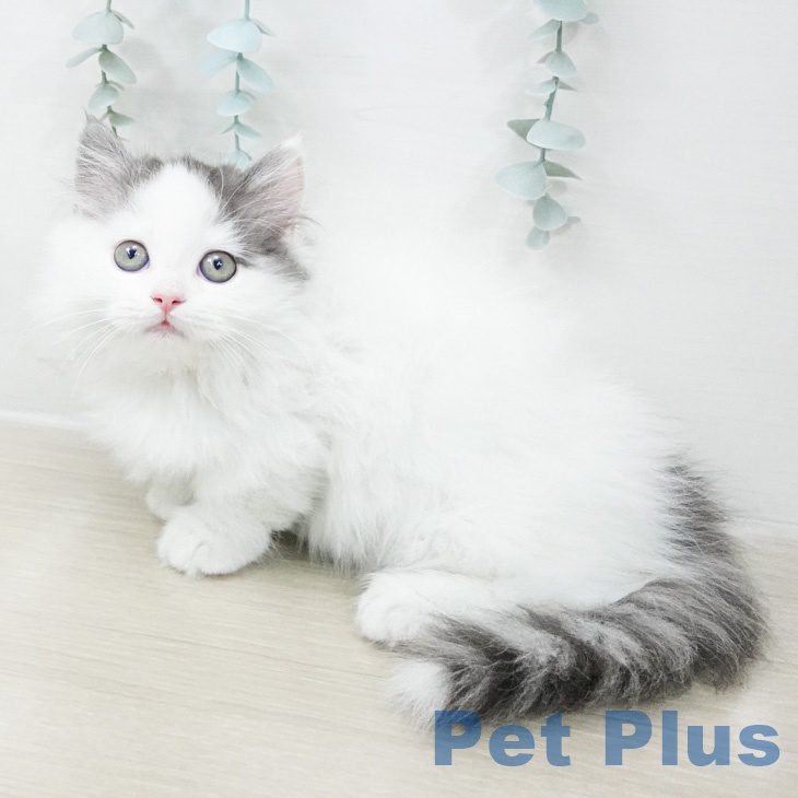 東京都のミヌエット (ペットプラス アクアシティお台場店/2026年2月20日生まれ/男の子/ブルータビーホワイトバン)の子猫の1枚目の画像