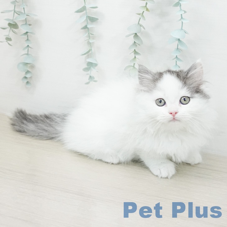 東京都のミヌエット (ペットプラス アクアシティお台場店/2026年2月20日生まれ/男の子/ブルータビーホワイトバン)の子猫の2枚目の画像