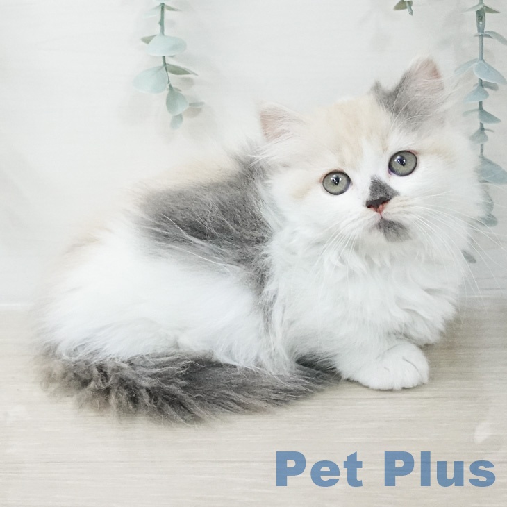 東京都のミヌエット (ペットプラス 大井町トラックス店/2026年2月20日生まれ/女の子/ブルーパッチドタビーホワイト)の子猫の1枚目の画像