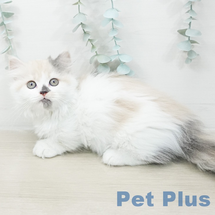 東京都のミヌエット (ペットプラス 大井町トラックス店/2026年2月20日生まれ/女の子/ブルーパッチドタビーホワイト)の子猫の2枚目の画像