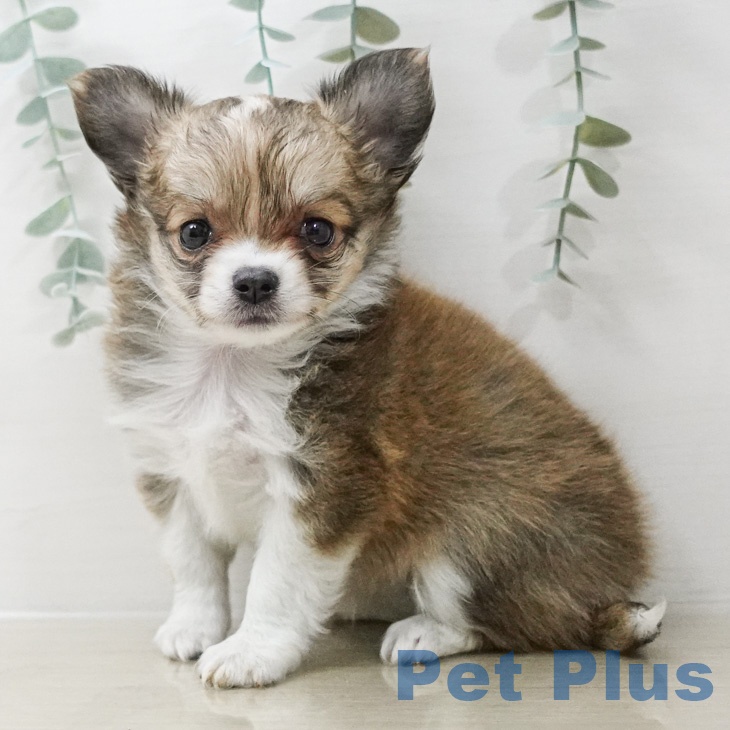 長野県のチワワ(ロング) (ペットプラス 松本店/2026年2月27日生まれ/女の子/フォーンホワイト)の子犬の2枚目の画像