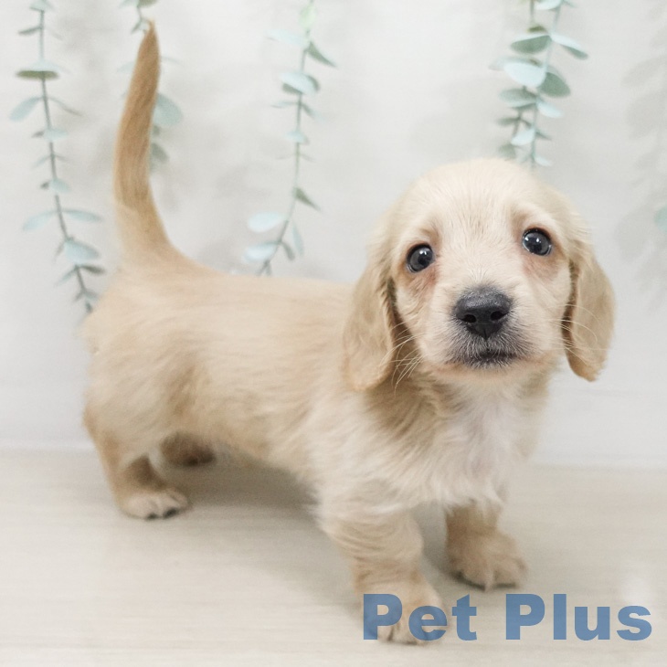 ミニチュア・ダックスフンド