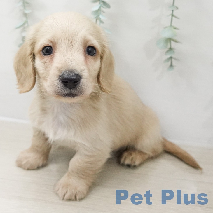 ミニチュア・ダックスフンドの写真2