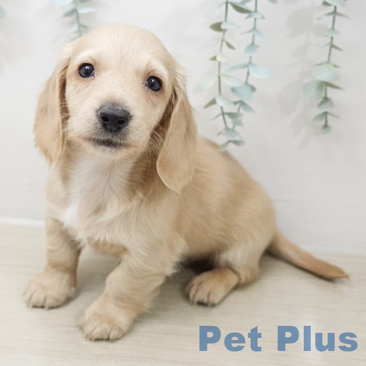 ミニチュア・ダックスフンド