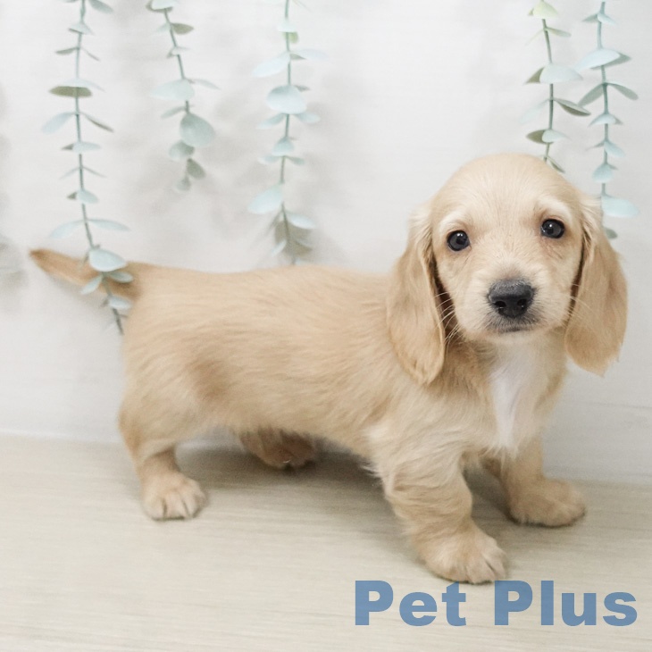 ミニチュア・ダックスフンドの写真2