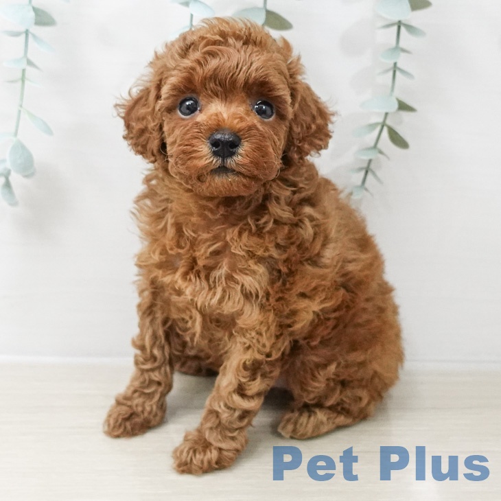 トイ・プードル