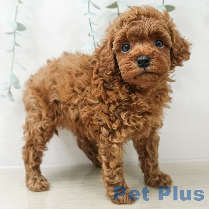 トイ・プードルの写真2