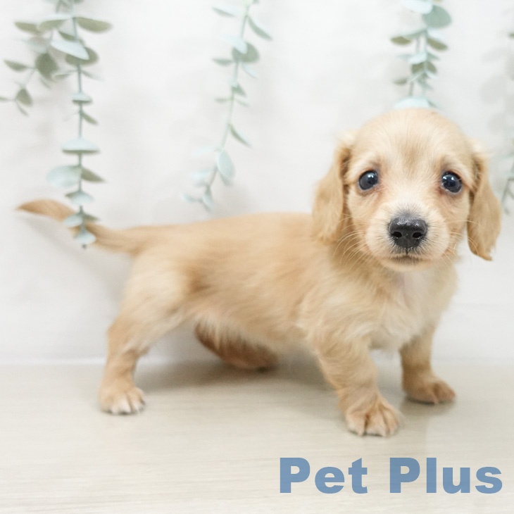 埼玉県のミニチュアダックスフンド(ロング) (ペットプラス ピオニウォーク東松山店/2026年2月28日生まれ/女の子/ゴールド)の子犬の1枚目の画像