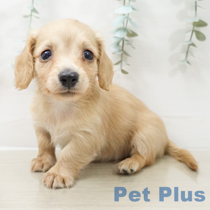 埼玉県のミニチュアダックスフンド(ロング) (ペットプラス ピオニウォーク東松山店/2026年2月28日生まれ/女の子/ゴールド)の子犬の2枚目の画像