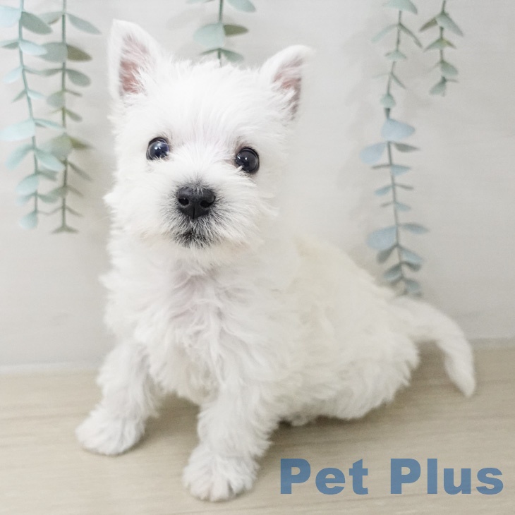 ウエスト・ハイランド・ホワイト・テリア