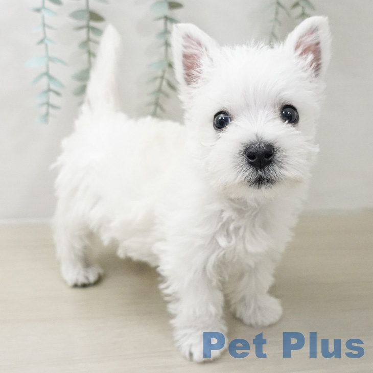 ウエスト・ハイランド・ホワイト・テリアの写真2