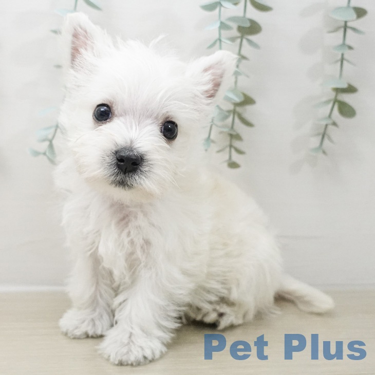 ウエスト・ハイランド・ホワイト・テリアの写真2