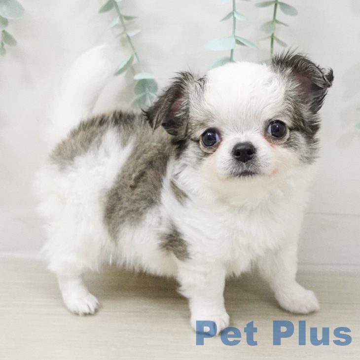 埼玉県のチワワ(ロング) (ペットプラス ららぽーと新三郷店/2026年2月28日生まれ/男の子/ホワイトフォーン)の子犬の1枚目の画像