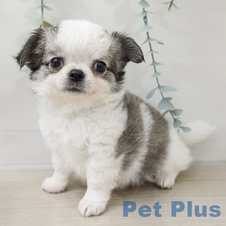 埼玉県のチワワ(ロング) (ペットプラス ららぽーと新三郷店/2026年2月28日生まれ/男の子/ホワイトフォーン)の子犬の2枚目の画像