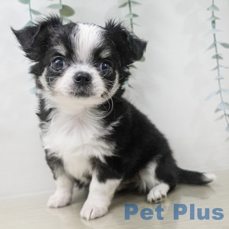 埼玉県のチワワ(ロング) (ペットプラス ららぽーと新三郷店/2026年2月28日生まれ/女の子/ブラックタンホワイト)の子犬の1枚目の画像