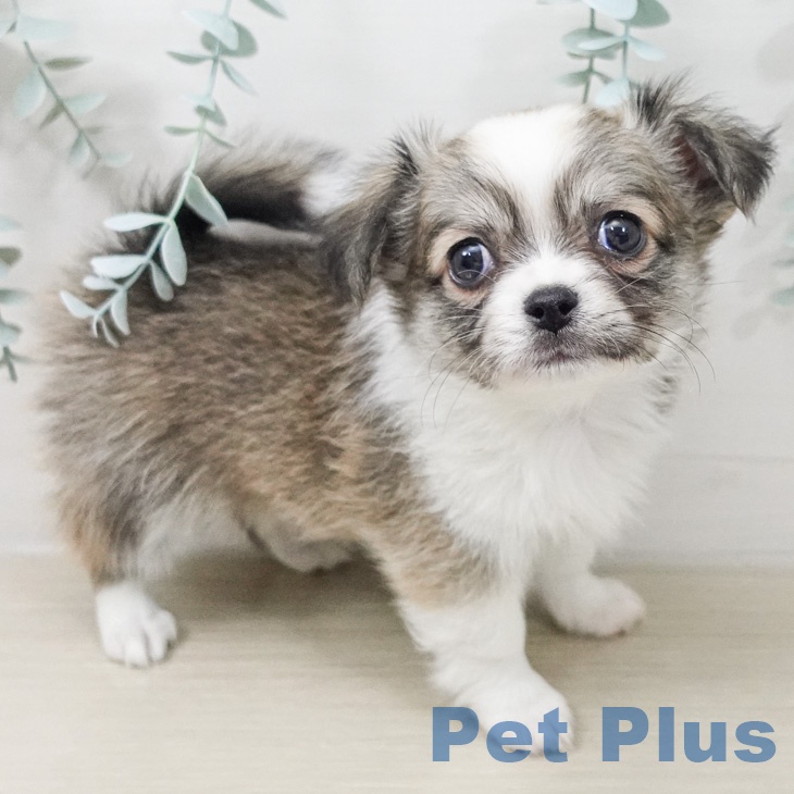 宮城県のチワワ(ロング) (ペットプラス 名取店/2026年2月28日生まれ/男の子/フォーンホワイト)の子犬の1枚目の画像